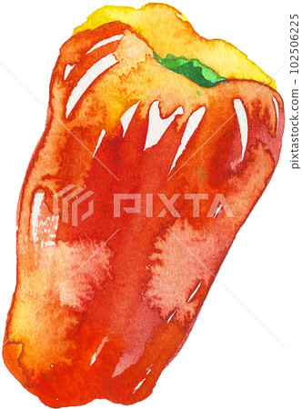 red bell pepper watercolor 102506225