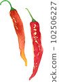Red pepper watercolor 102506227