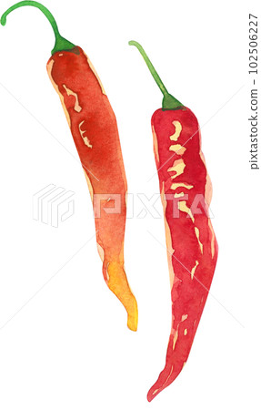 Red pepper watercolor 102506227