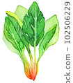 spinach  102506229