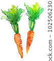 Carrot watercolor 102506230