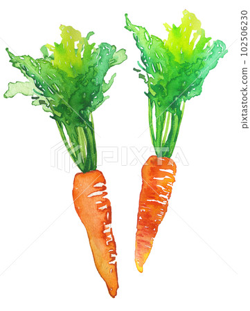 Carrot watercolor 102506230