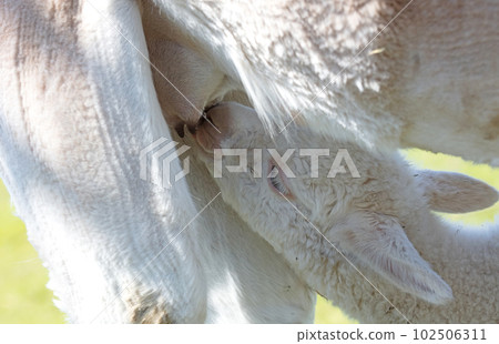 White alpaca mother feeding her baby 102506311