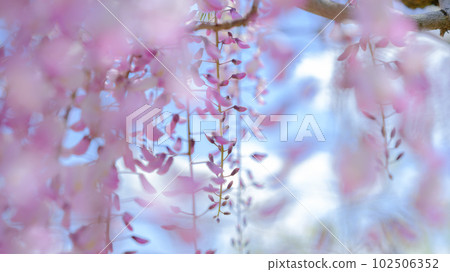 A wide wisteria trellis full of pink wisteria flowers A wide wisteria trellis full of pink wisteria flowers 102506352