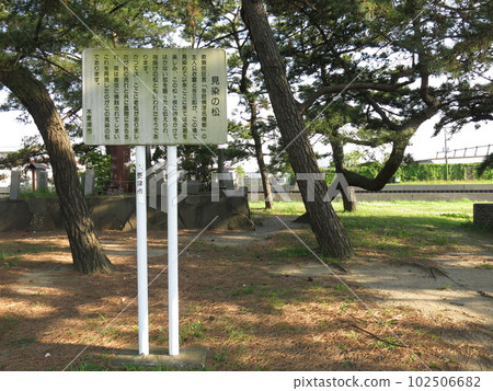 木更津市鳥居崎海濱公園的三葉松 102506682