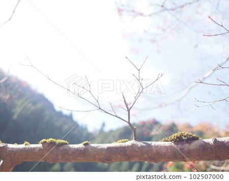 moss growing on a tree branch moss growing on a tree branch 102507000