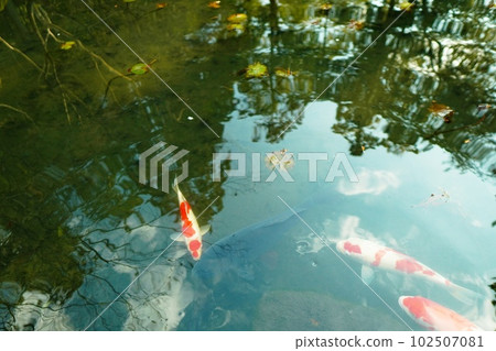 A pond where koi swim, Kyoto 102507081