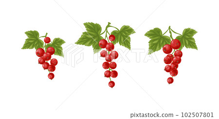Red currant set. Three branches with ripe red currants and green leaves. Twigs with ripe currant berries. Vector illustration on a white background Red currant set. Three branches with ripe red currants and green leaves. Twigs with ripe currant berries. Vector illustration on a white background 102507801