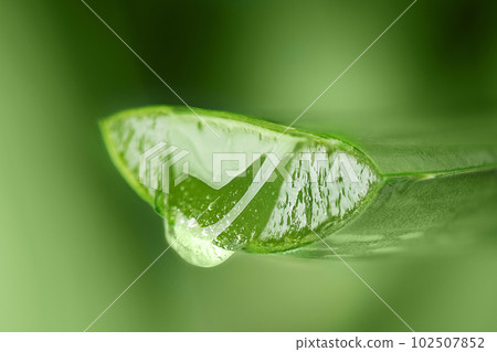 Aloe vera juice drop close up. Aloe vera leaf with aloe gel over green background with copy space. 102507852