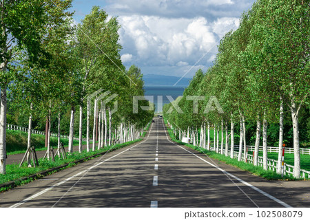  White birch trees 102508079