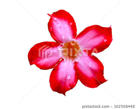 azalea flower on white background isolated azalea flower on white background isolated 102508448