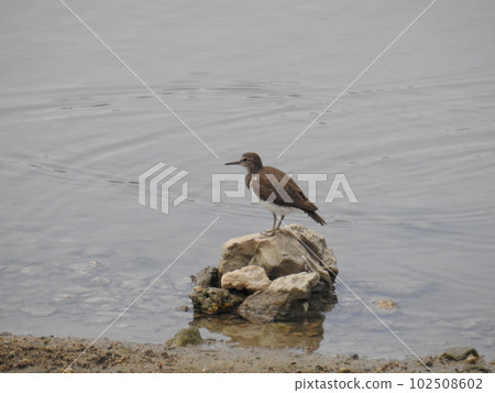 萬湖紅腹枝（沖繩） 102508602