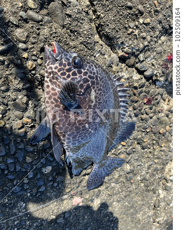 Spotfish that even beginners can catch 102509164