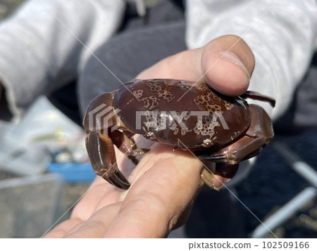 Dangerous to touch Smooth giant crab 102509166