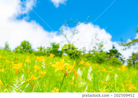 [Summer material] Day lily of Yashimagahara Marsh in summer [Nagano Prefecture] 102509452