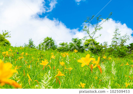 [Summer material] Day lily of Yashimagahara Marsh in summer [Nagano Prefecture] 102509453