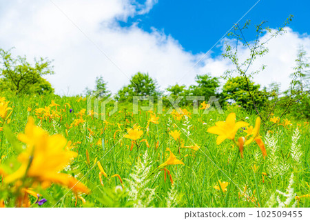 [Summer material] Day lily of Yashimagahara Marsh in summer [Nagano Prefecture] 102509455