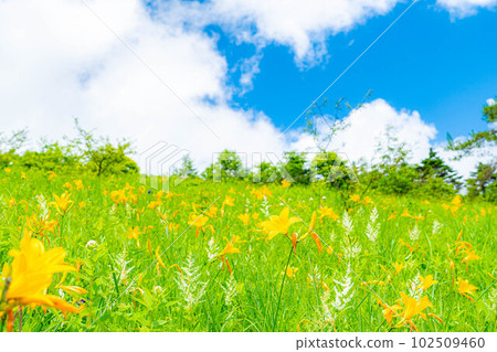 [Summer material] Day lily of Yashimagahara Marsh in summer [Nagano Prefecture] 102509460