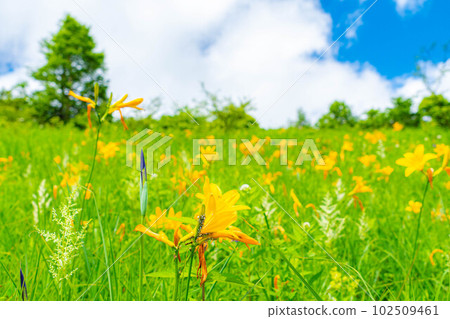 [Summer material] Day lily of Yashimagahara Marsh in summer [Nagano Prefecture] 102509461