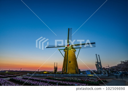 Tulips at Sakura Furusato Square Evening view 102509898