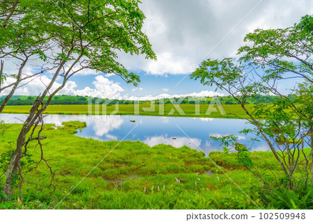 [Summer material] Wetlands in the sky/Yashimagahara wetlands in summer [Nagano Prefecture] 102509948