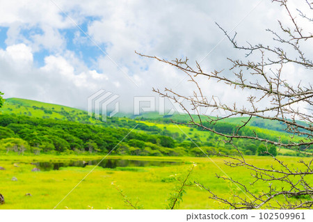 [Summer material] Wetlands in the sky/Yashimagahara wetlands in summer [Nagano Prefecture] 102509961