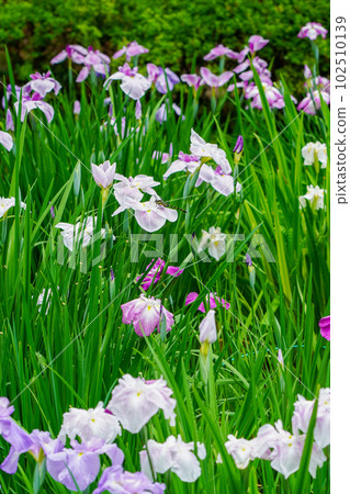 Iris in Yakushiike Park (Machida City, Tokyo) Iris in Yakushiike Park (Machida City, Tokyo) 102510139