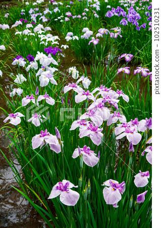 藥師池公園的鳶尾花（東京都町田市） 102510231