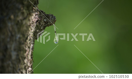 Drop of fir resin with inclusions in close up Drop of fir resin with inclusions in close up 102510530