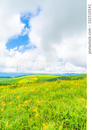 [Summer material] Nikko Kisuge in full bloom on the Kurumayama plateau and Kirigamine [Nagano Prefecture] 102510541