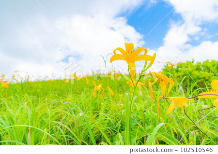 [夏季素材]車山高原和霧峰盛開的日光木菅[長野縣] 102510546