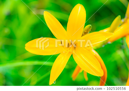 [夏季素材]車山高原和霧峰盛開的日光木菅[長野縣] 102510556