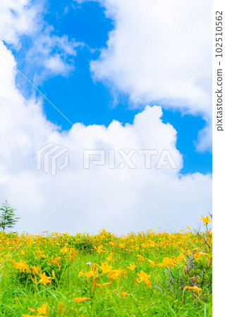 [Summer material] Nikko Kisuge in full bloom on the Kurumayama plateau and Kirigamine [Nagano Prefecture] 102510562