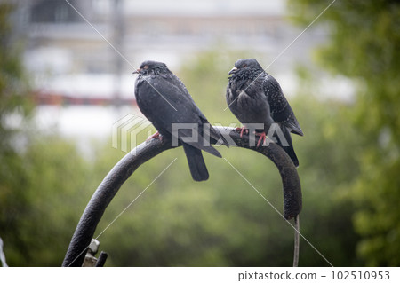 Two pigeons sitting on a wire pipe in spring rain with railroad and green trees on the background 102510953