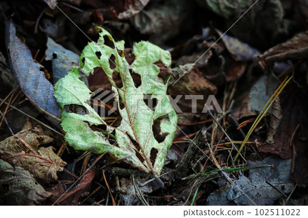 A dead green leaf with holes lying on the brown dry leaves forest carpet in scarce sun light 102511022