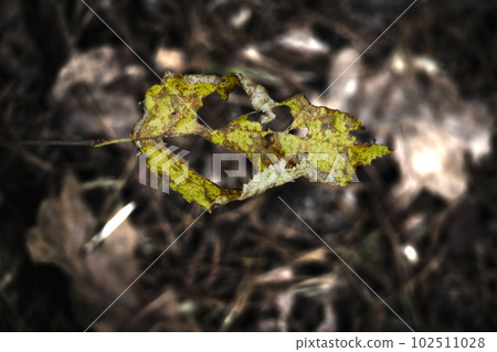 A dead yellow leaf with holes hanging over the brown dry leaves forest carpet on a spider web in scarce sun light 102511028