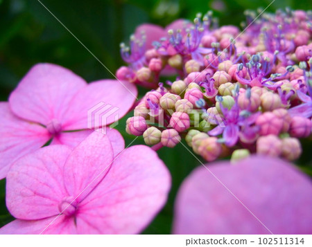 hydrangea   102511314