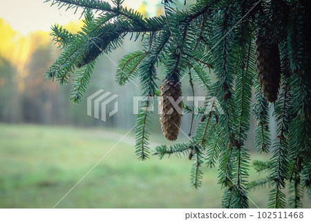 One long pine cone hanging on a branch against a background of green meadow in sunset light One long pine cone hanging on a branch against a background of green meadow in sunset light 102511468