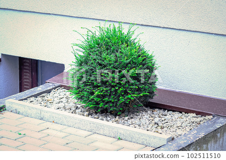 Young spherical fir plant growing in stones near paved road on a city street Young spherical fir plant growing in stones near paved road on a city street 102511510