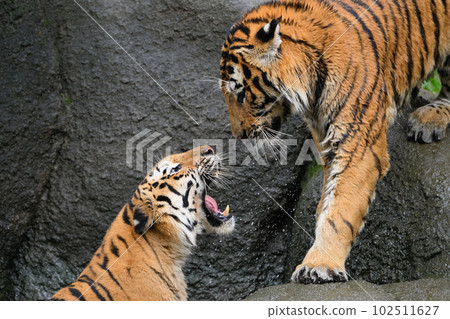 東北虎媽媽在水邊責罵她的幼崽 102511627