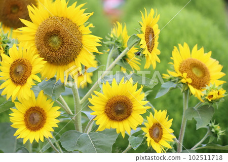 小一號的一簇簇向日葵的絕妙風景 小一號的一簇簇向日葵的絕妙風景 102511718