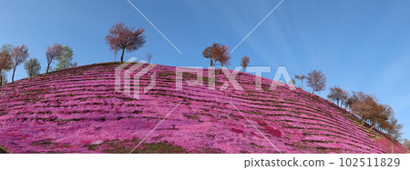 芝櫻_全景 芝櫻_全景 102511829