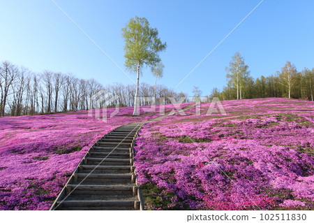 芝和白樺樹 102511830