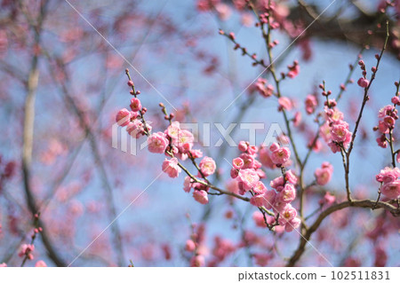 藍天梅花盛開（Yaeageha Yaeageha） 102511831