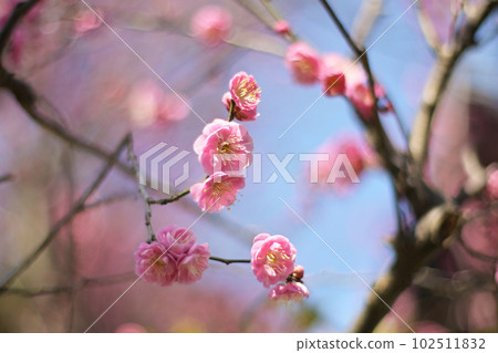 盛開的梅花特寫（Yaeageha Yaeageha） 102511832