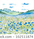 Watercolor illustration of nemophila flower field 102511874