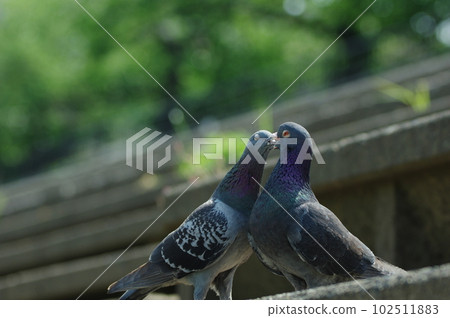  pigeon 102511883