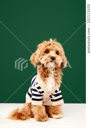 Portrait of funny dog, Maltipoo breed with red, curly fur wearing stylish clothes posing over dark green background. Pet fashion Portrait of funny dog, Maltipoo breed with red, curly fur wearing stylish clothes posing over dark green background. Pet fashion 102512020