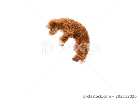 Portrait with funny dog with brown fur and fluffy paws jumping isolated over white studio background. Levitating animal 102512026