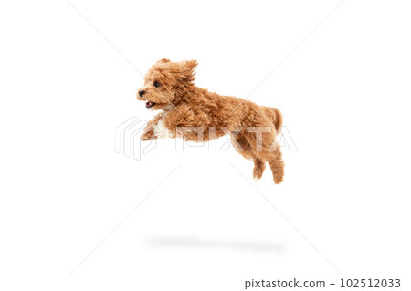 Portrait of cute joyful animal, Maltipoo with red fur jumping in motion isolated over white background. Carefree doggy Portrait of cute joyful animal, Maltipoo with red fur jumping in motion isolated over white background. Carefree doggy 102512033